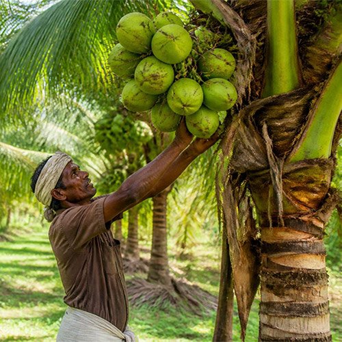 Organic Dried Fruits Processing